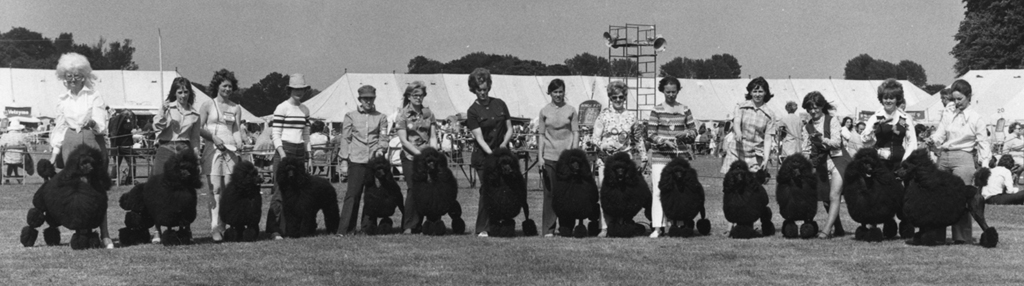 Fourteen Standard Poodles - Winners of the Progeny Class - Windsor Dog Show. Date: 1972