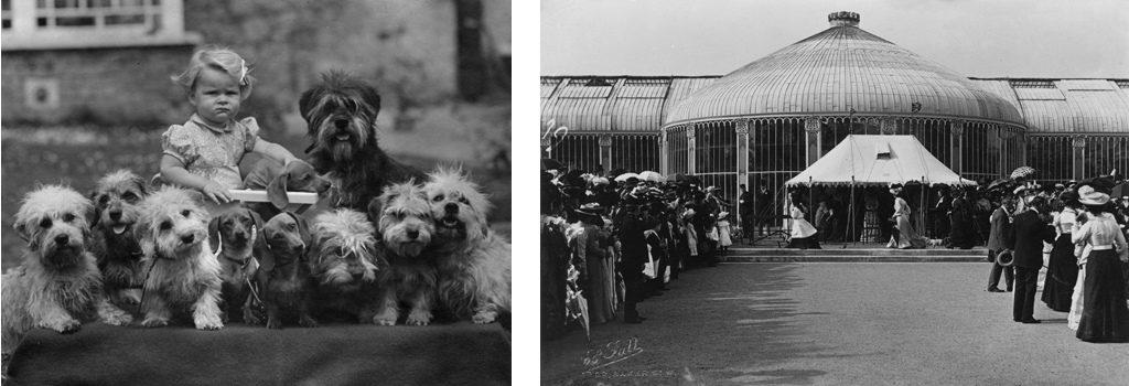 A little girl surrounded by three Daschunds and six Dandie Dinmonts. Date: 1947