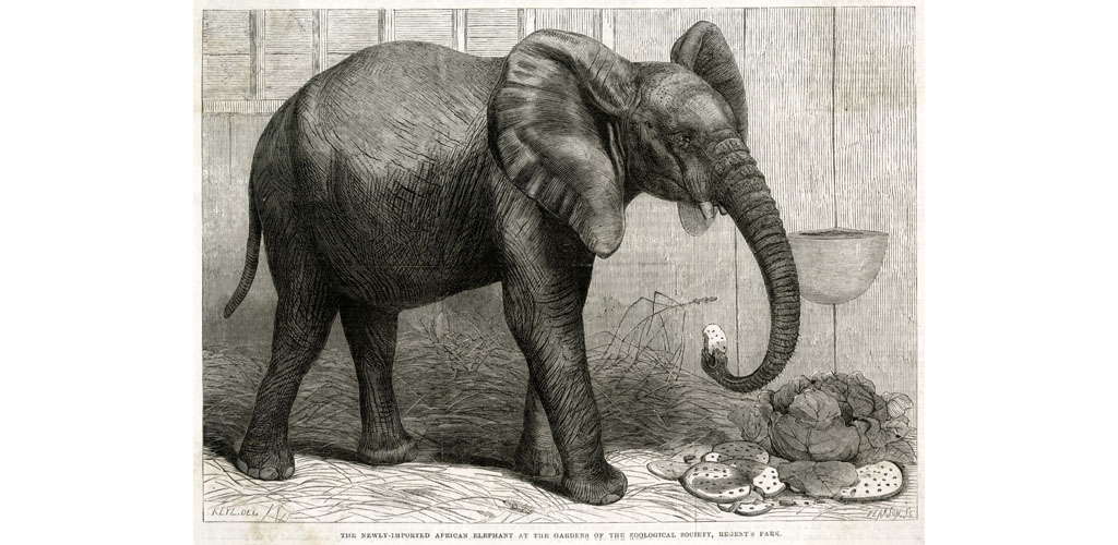 Jumbo the elephant at Regent's Park, 1865