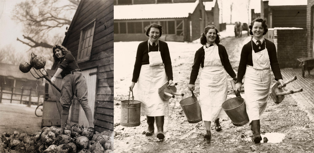 Land Girls working as milkmaids milking cows on a farm in Tooting during World War II. Miss Ivy Baldwin (on the left) was a mulitple shop worker).