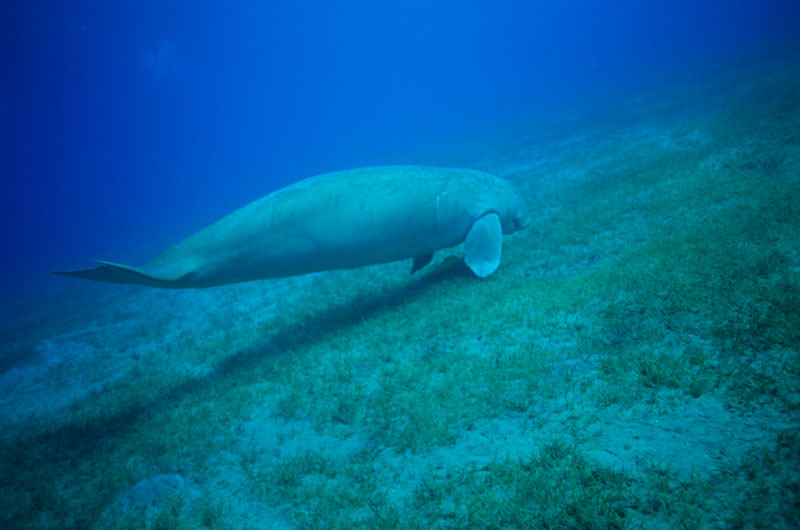 A dugong (Dugong dugon) in the Egyptian Red Sea. Following a trip to the surface to breathe, which happens every four or five minutes, this dugong was just about to land back on its sea grass feeding ground.
20th century