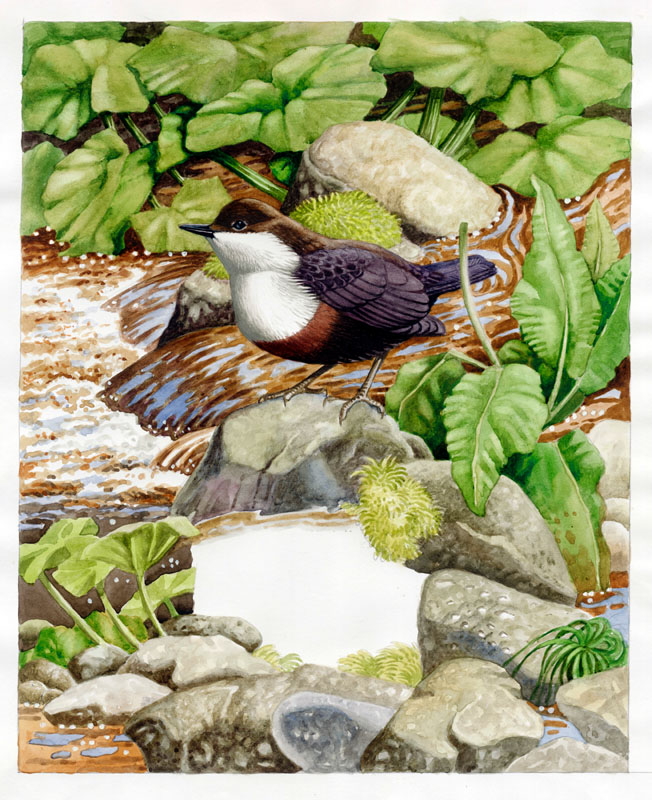 Dipper standing on rock by river (April for calendar)