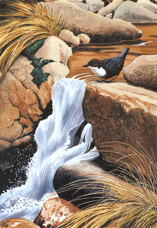 Dipper (Cinclus cinclus)