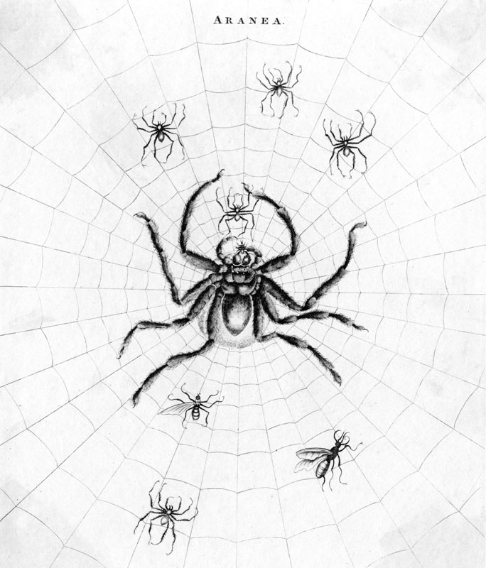 The FASCIATA or BARBARY spider, in its web with some flies it caught earlier.
1795