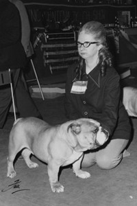 Bulldog Club's Centenary Show on 8th March 1975 - The reserve B.I.S. (Best in Show) - Champion Beechlyn Golden Nugget of Denborough with Mrs Dennis Shaw. Date: 1975