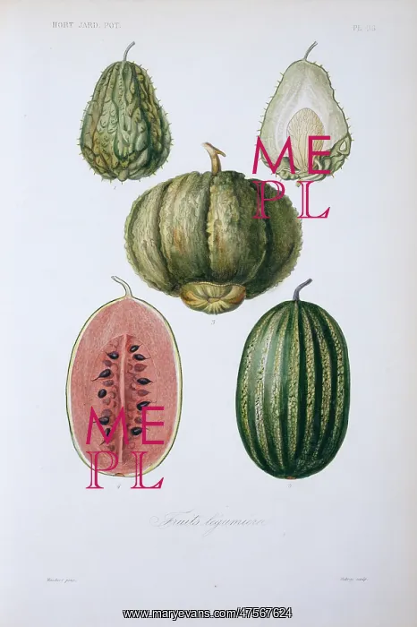 : (1, 2) chayote (3) cantaloupe melon (4, 5) watermelon : (1, 2) chayote (3) cantaloupe melon (4, 5) watermelon