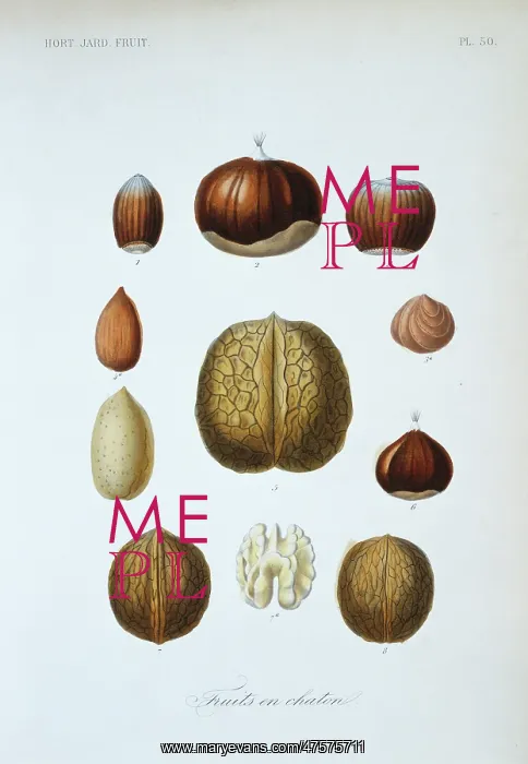 : (1) lambert's nut (2, 6) chestnut (3) hazelnut (4, 4a) almond : (1) lambert's nut (2, 6) chestnut (3) hazelnut (4, 4a) almond