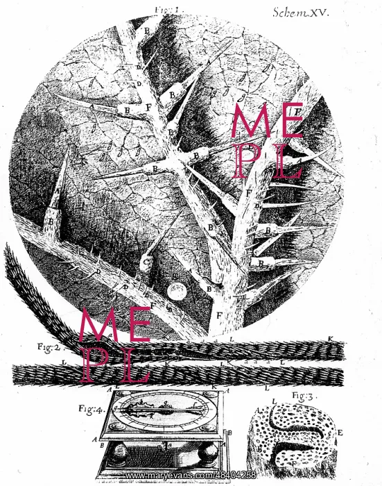 : 1: Underside of stinging nettle leaf 2: Beard : 1: Underside of stinging nettle leaf 2: Beard