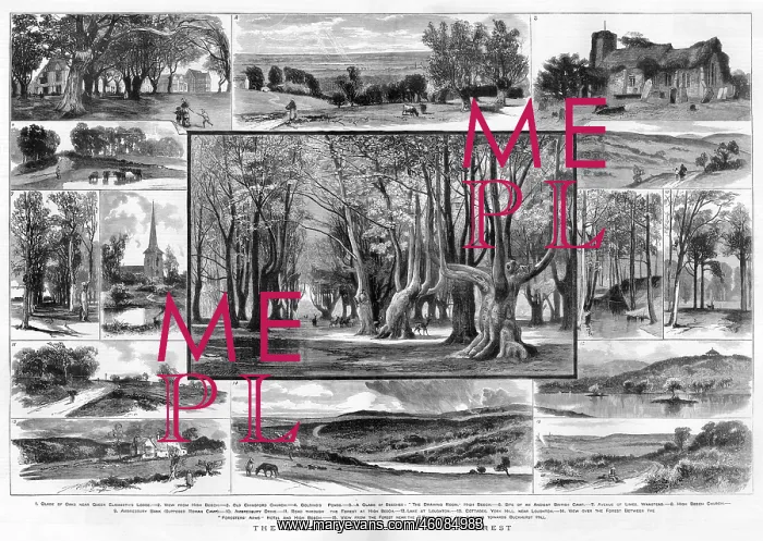 : 15 views of Epping Forest, London : 15 views of Epping Forest, London
