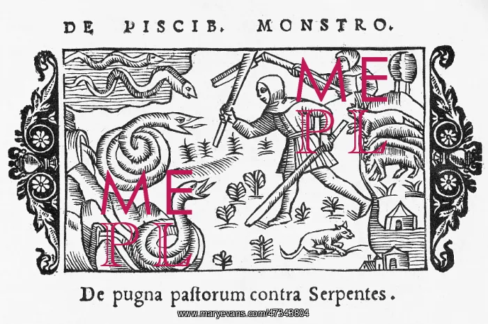  : 1555 / FIGHTING SNAKES