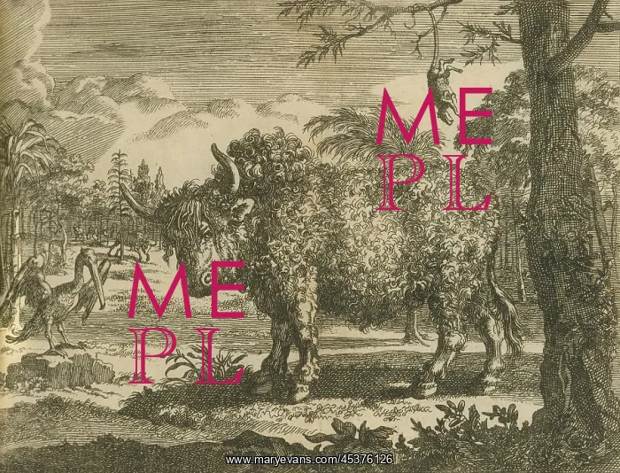 : 17th century depictions of an American bison : 17th century depictions of an American bison