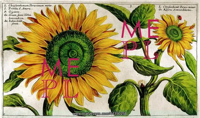  : 17th century illustration of Flowers, Yellow Sunflower