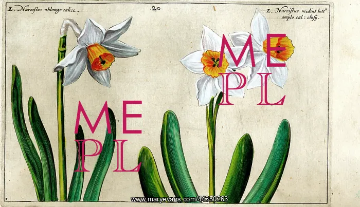  : 17th century illustration of Flowers, Narcissus - Daffodil