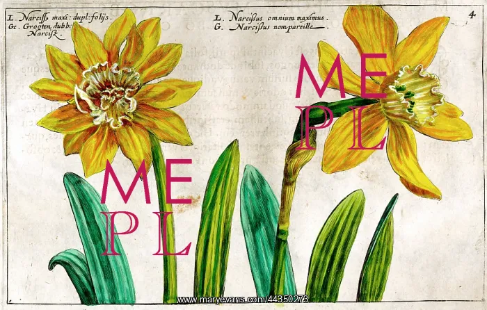  : 17th century illustration of Flowers, Narcissus - Daffodil