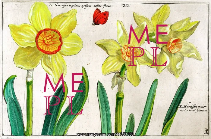  : 17th century illustration of Flowers, Narcissus - Daffodil