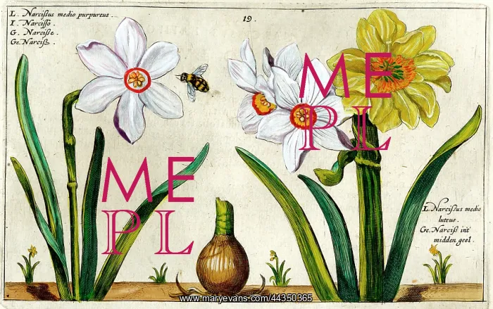  : 17th century illustration of Flowers, Narcissus - Daffodil