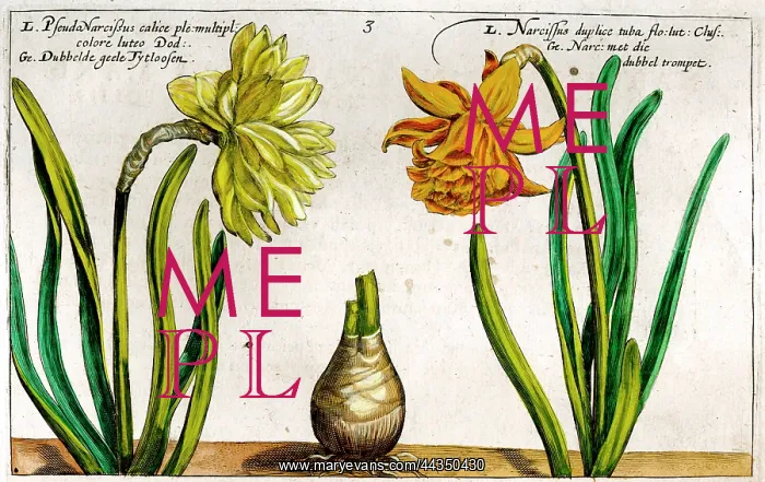  : 17th century illustration of Flowers, Narcissus - Daffodil