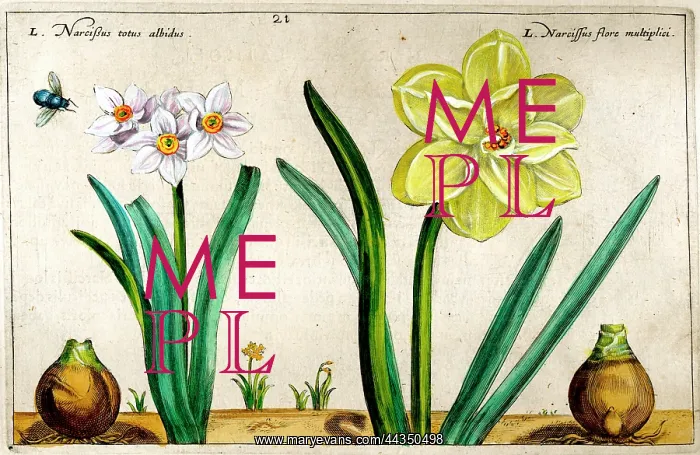  : 17th century illustration of Flowers, Narcissus - Daffodil