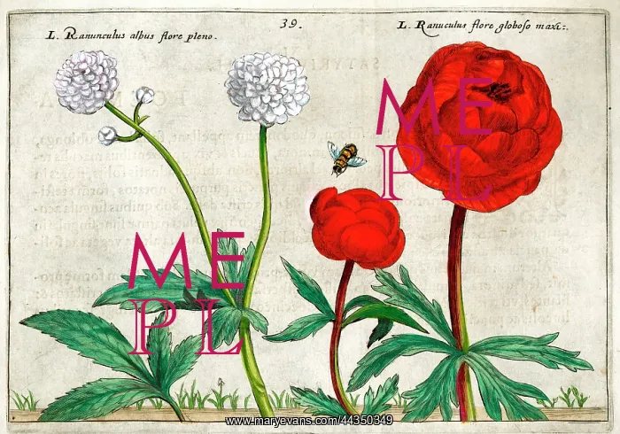  : 17th century illustration of Flowers, Ranunculus