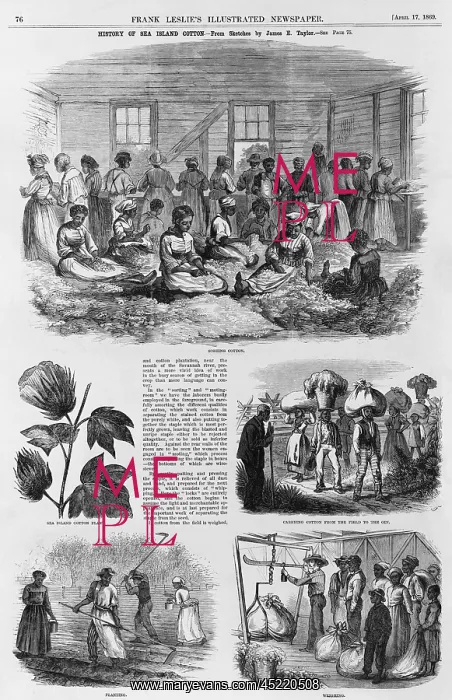 : Five 1869 illustrations of Sea Island cotton ? : Five 1869 illustrations of Sea Island cotton ?