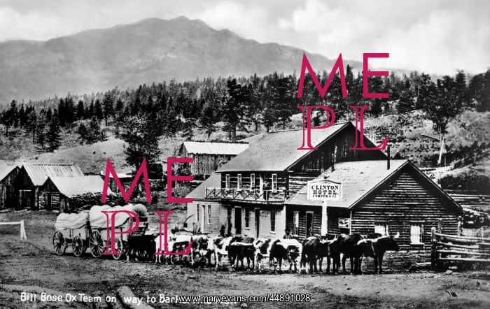 : 1881 Bill Bose Ox Team : 1881 Bill Bose Ox Team