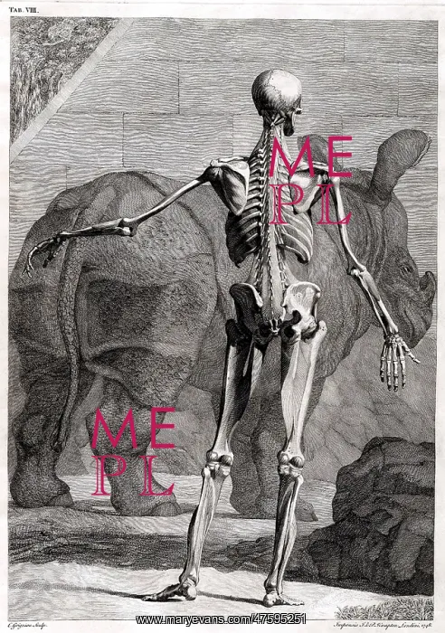  : 18th Century Anatomical Engraving