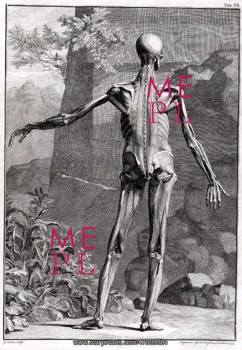 : 18th Century Anatomical Engraving : 18th Century Anatomical Engraving