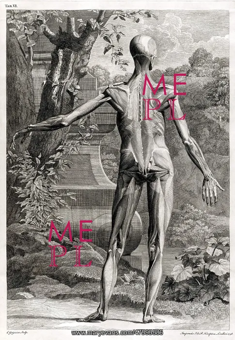 : 18th Century Anatomical Engraving : 18th Century Anatomical Engraving