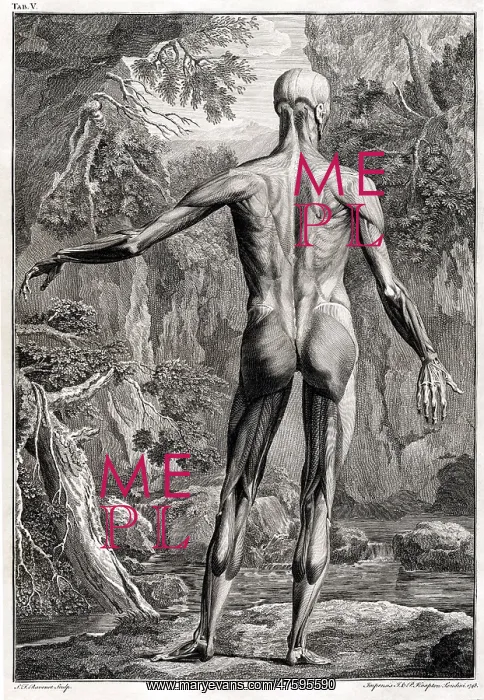 : 18th Century Anatomical Engraving : 18th Century Anatomical Engraving