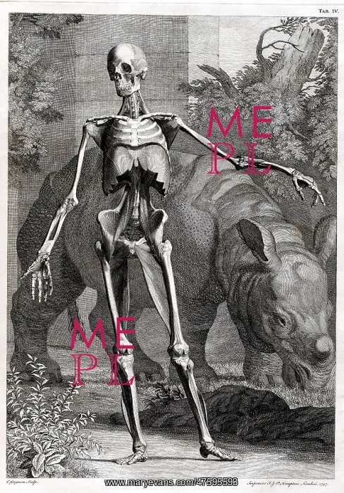 : 18th Century Anatomical Engraving : 18th Century Anatomical Engraving