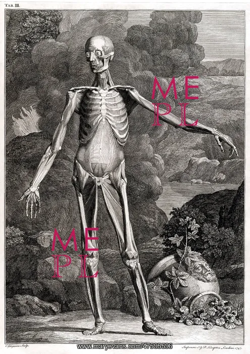 : 18th Century Anatomical Engraving : 18th Century Anatomical Engraving