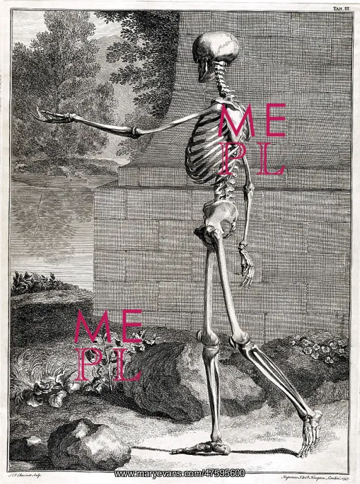 : 18th Century Anatomical Engraving : 18th Century Anatomical Engraving