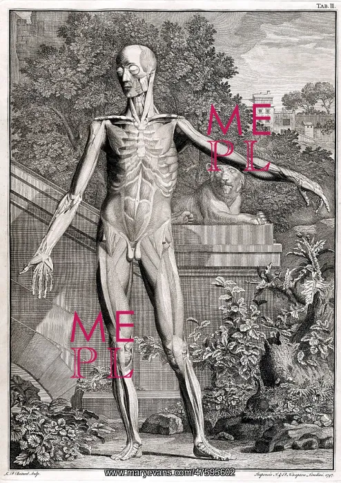 : 18th Century Anatomical Engraving : 18th Century Anatomical Engraving