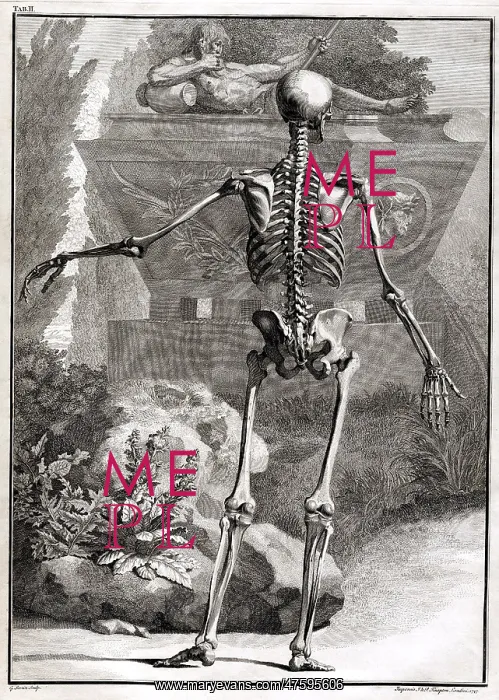 : 18th Century Anatomical Engraving : 18th Century Anatomical Engraving