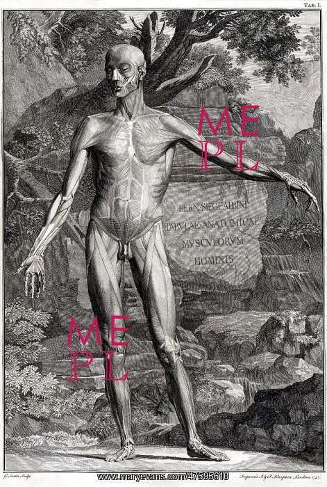 : 18th Century Anatomical Engraving : 18th Century Anatomical Engraving