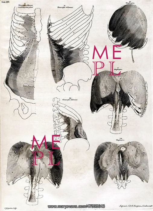 : 18th Century Anatomical Engraving : 18th Century Anatomical Engraving