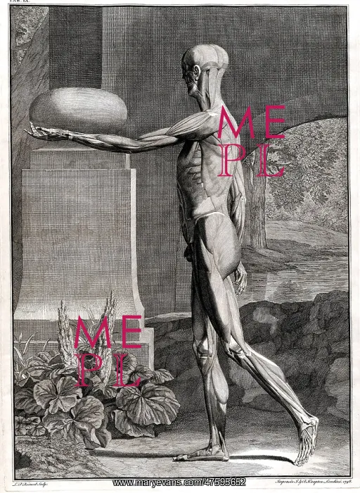 : 18th Century Anatomical Engraving : 18th Century Anatomical Engraving