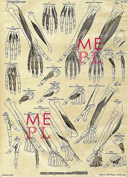  : 18th Century Anatomical Illustration