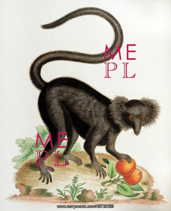 : 18th century illustration black macaque monkey : 18th century illustration black macaque monkey