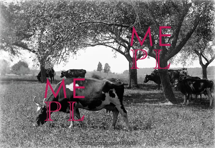 : 1900s - Dairy Cows Grazing on Farm : 1900s - Dairy Cows Grazing on Farm