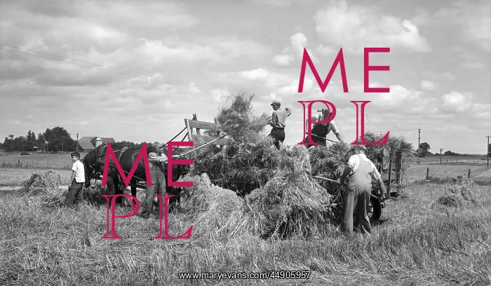 : 1920s 1930s Men Loading Hay On : 1920s 1930s Men Loading Hay On