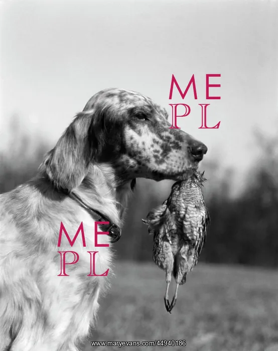 : 1920s English Setter Holding Retrieved : 1920s English Setter Holding Retrieved