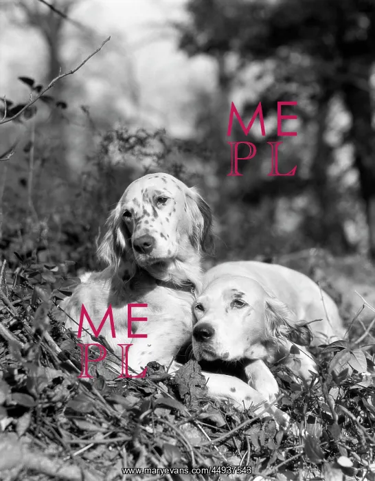  : 1920s Two Sweet English Setters