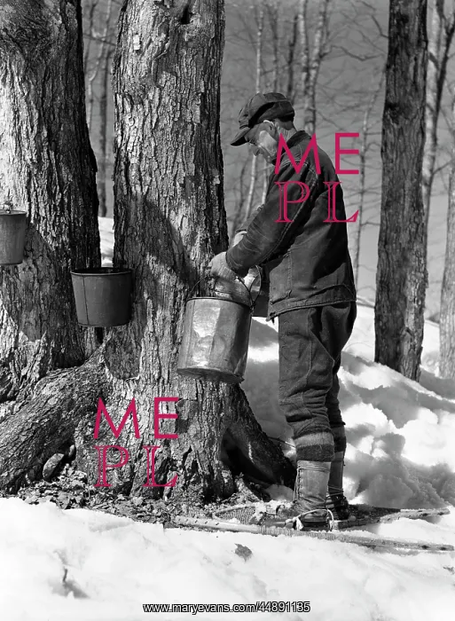  : 1930s 1940s Man Tapping Maple