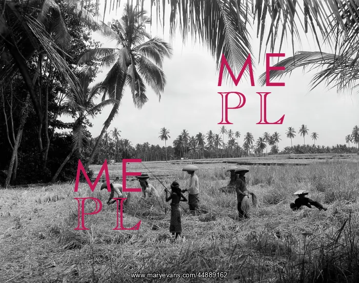 : 1930s 7 Balinese Workers In Rice : 1930s 7 Balinese Workers In Rice