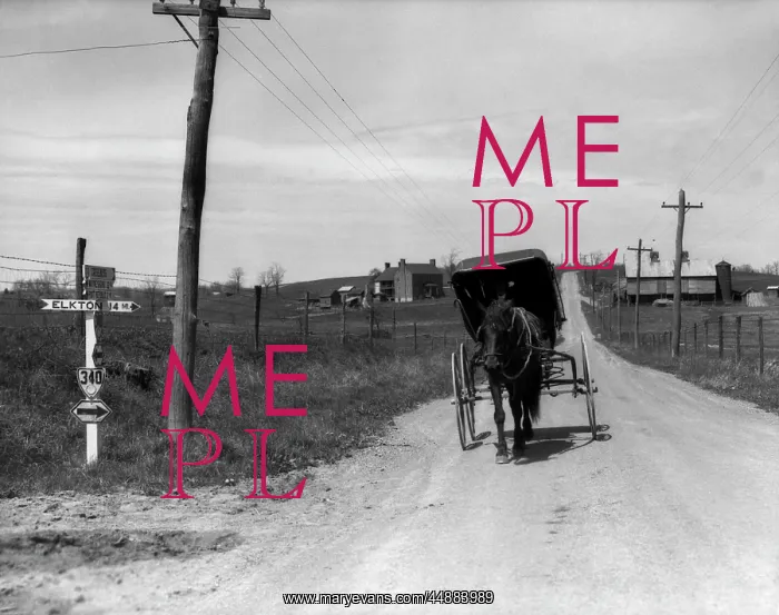  : 1930s Amish Man Driving Buggy