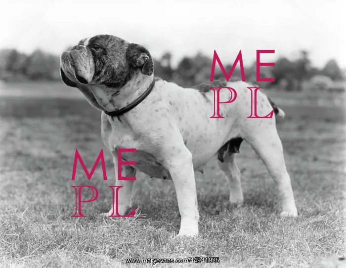  : 1930s Bull Dog Standing Full Figure