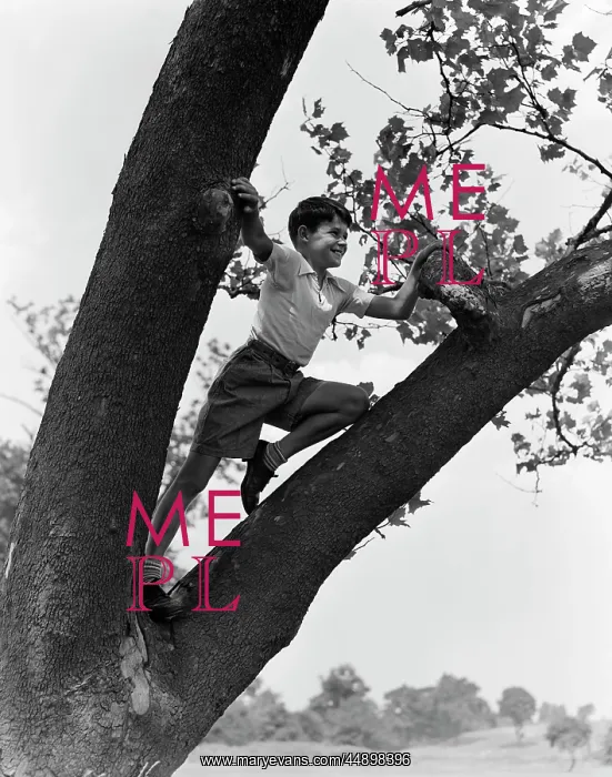  : 1930s Child Standing In Tree