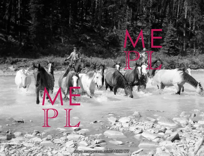 : 1930s Two Cowboys Herding Horses : 1930s Two Cowboys Herding Horses