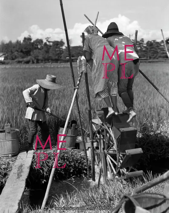 : 1930s Irrigating Rice Field Near : 1930s Irrigating Rice Field Near